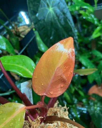 Philodendron Persimmon Princess