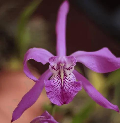 Mayflower orchid
