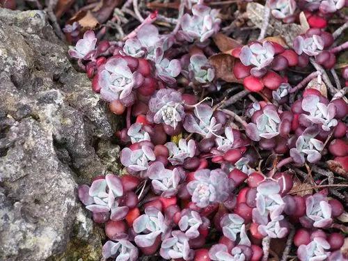 Colorado Stonecrop