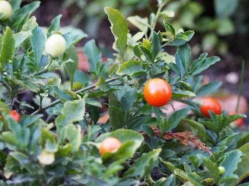 Jerusalem-cherry