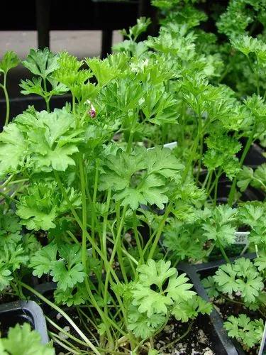 Parsley