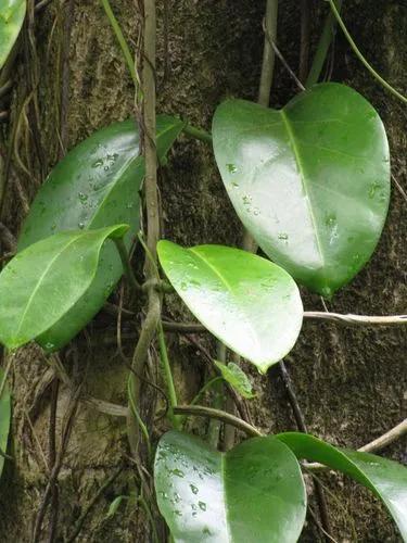 Hoya australis