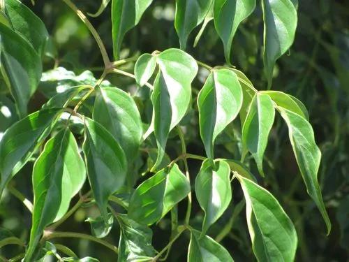 China Doll Plants