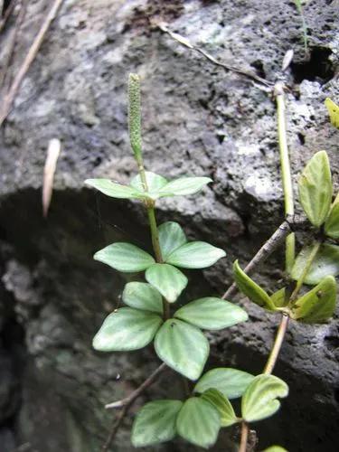 peperomia de bellota