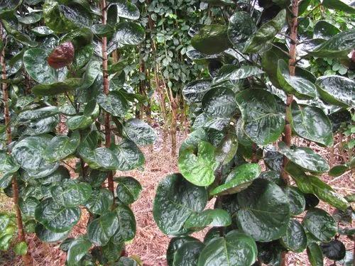Balfour Aralia