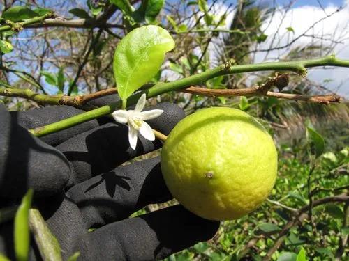 Persian Lime Tree