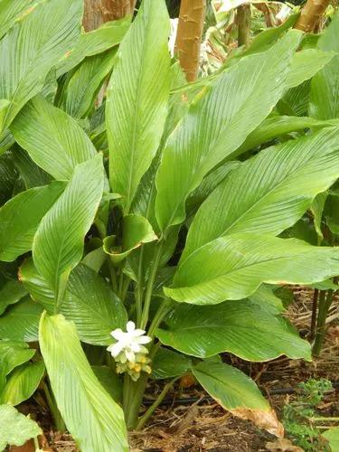 Curcuma Ginger