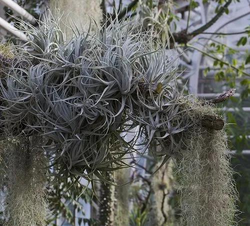 Tillandsia Houston