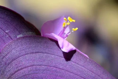 Purple-Heart plant