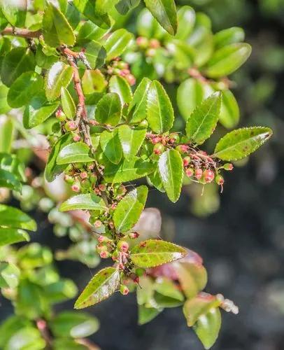 Huckleberry sempreverde