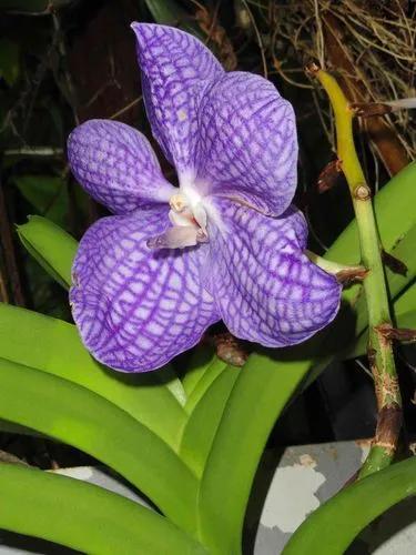 Niebieska Orchidea
