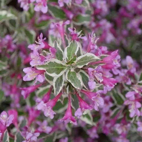 Weigela Mijn Monet