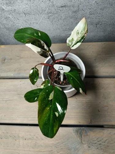 Philodendron Red Anderson