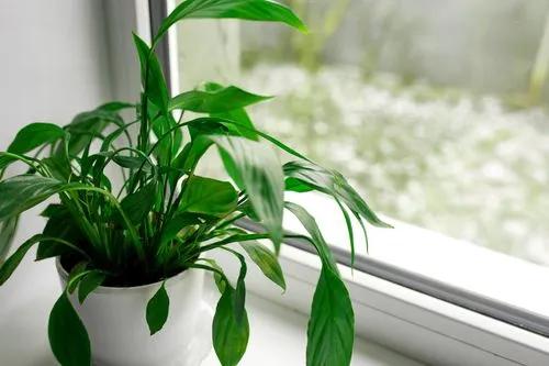 Paz Lily