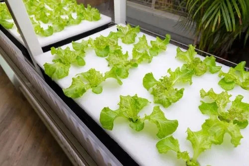 6 Different Types of Hydroponic Systems