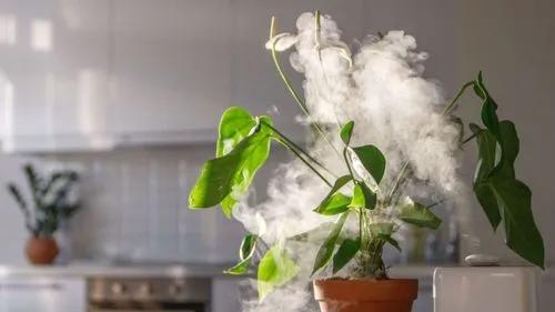 High & Low Humidity Symptoms in Plants - How to Prevent It?
