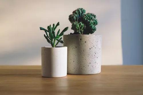 How to choose a pot for plant