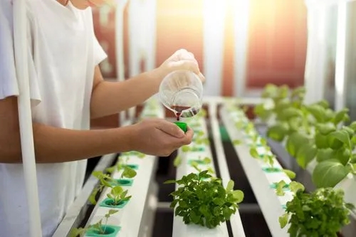 How to Choose Best Fertilizer for Vegetable Garden