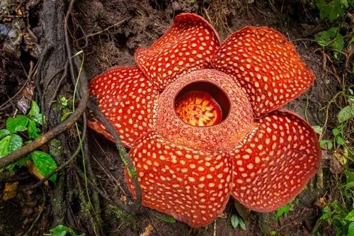 The largest flower on Earth