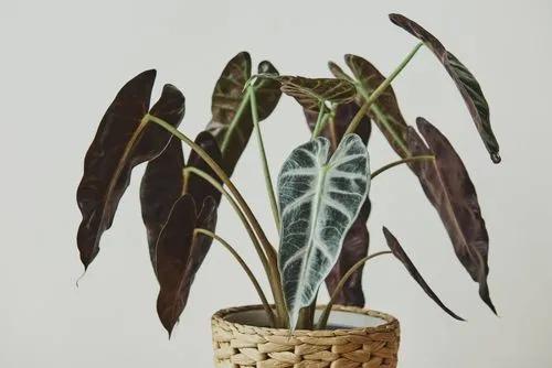 Máscara Africana
