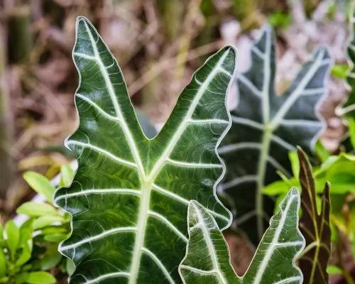 Alocasia Bambino