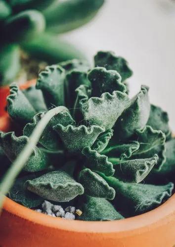 Adromischus