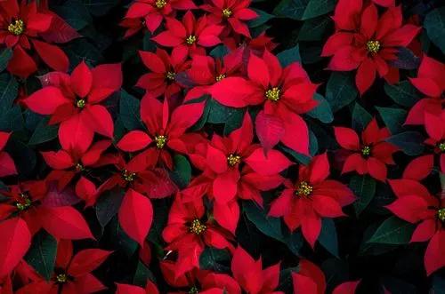 What to Do With Your Poinsettia Now That Christmas Is Over?