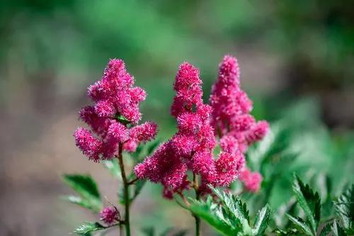 False goat's beard