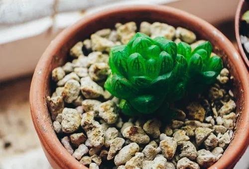 haworthia cooperi
