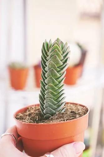 Templo de Crassula Budas