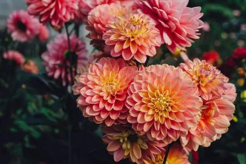 Dahlia