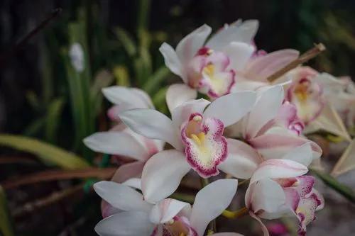 Pantoffel Orchidee