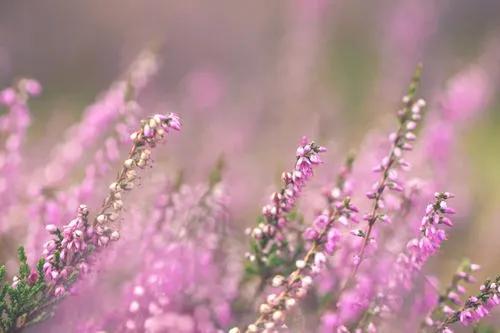 Calluna Heather