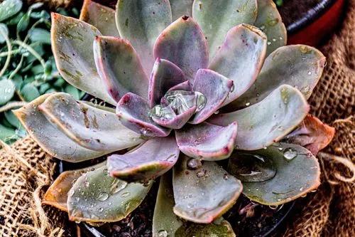 Echeveria Succulent