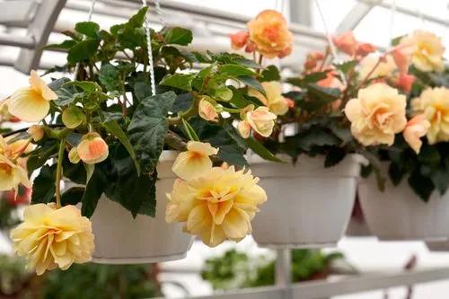 Begonia