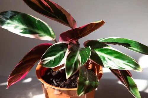 Calathea-Medaillon
