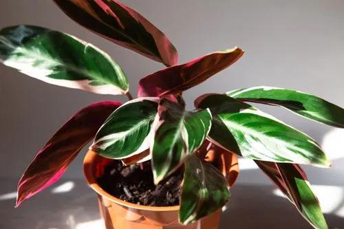 Plantas de Stromanthe