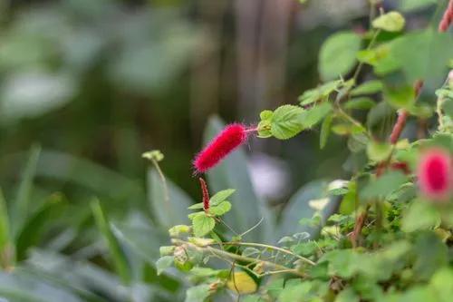 Chenille-plant