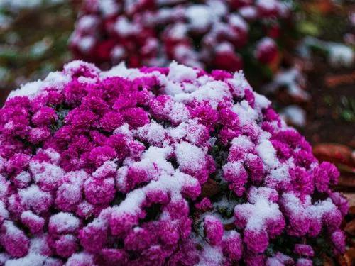 What Is Winter Gardening?