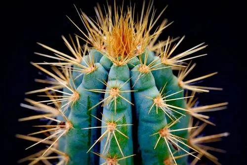 Guglie lanose blu