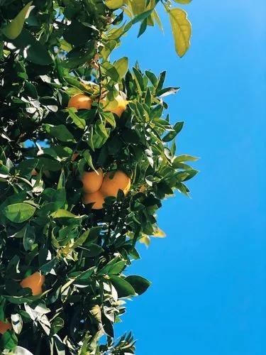 Limonero de Lisboa