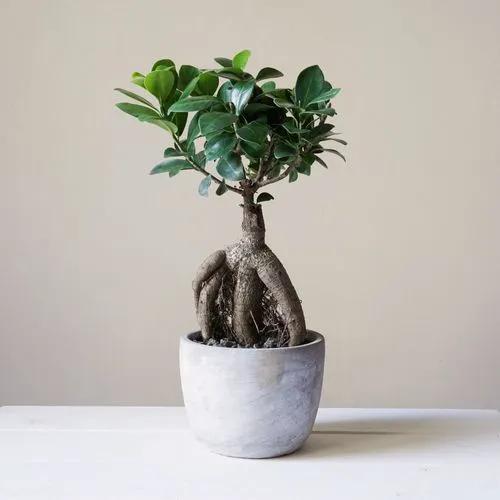 Ficus-Bonsai