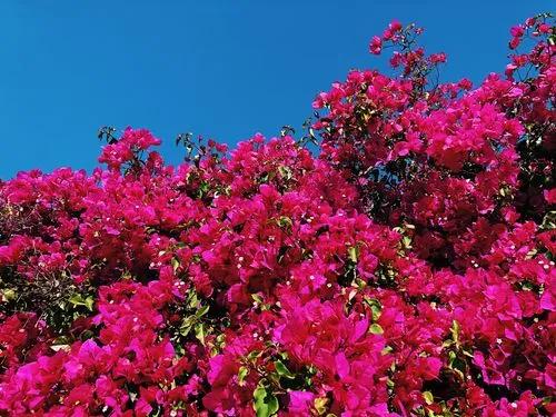 Bougainvillea