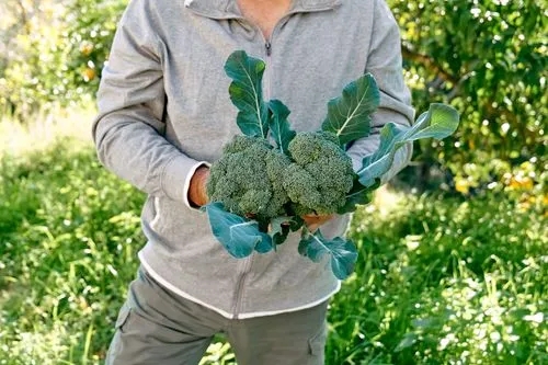 Full Guide on Broccoli Companion Plants