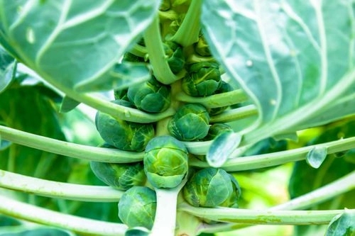How to Grow Brussel Sprouts From Seed