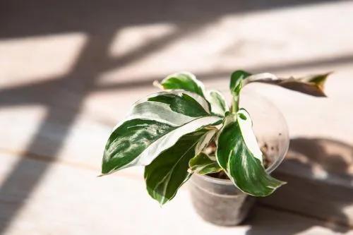 Calathea Lietzei