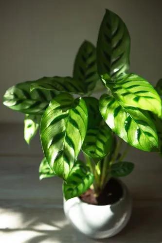 Calathea
