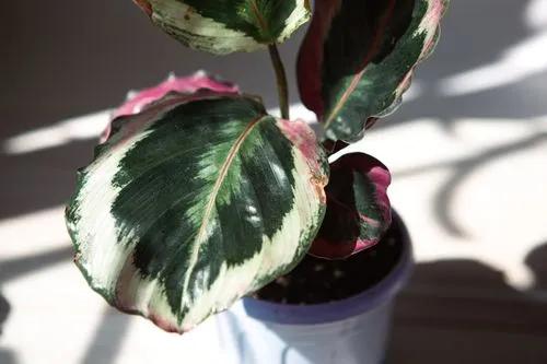 Calathea Marion