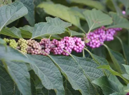 Beautyberry