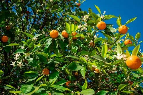 Clémentine Mandarine Orange